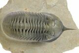 Morocconites Trilobite Fossil - Multi-Toned Shell Coloration #348369-2